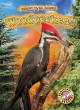 Woodpeckers  Cover Image